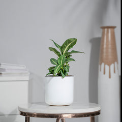 Dieffenbachia Green Magic