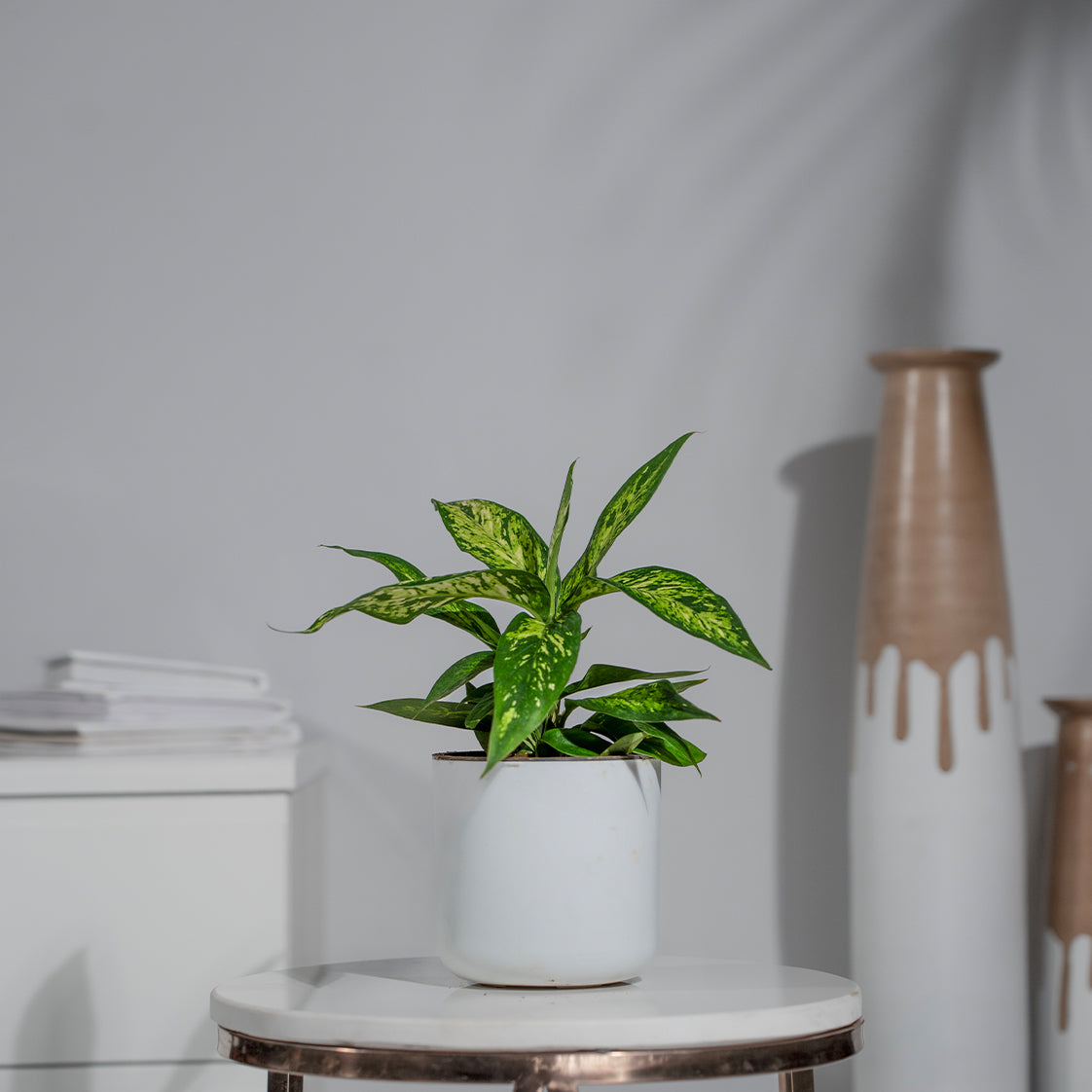 Dieffenbachia Sparkles White Spot