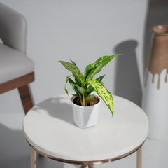 Dieffenbachia Sparkles White Spot