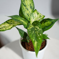 Dieffenbachia Sparkles White Spot