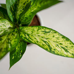 Dieffenbachia Sparkles White Spot