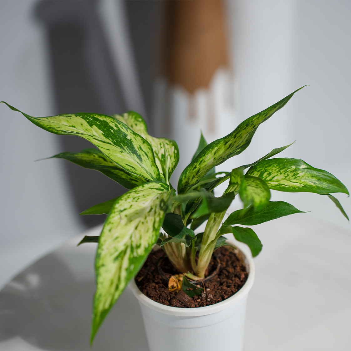 indoor plant with star-shaped leaves Dieffenbachia Star Bright – urviplants