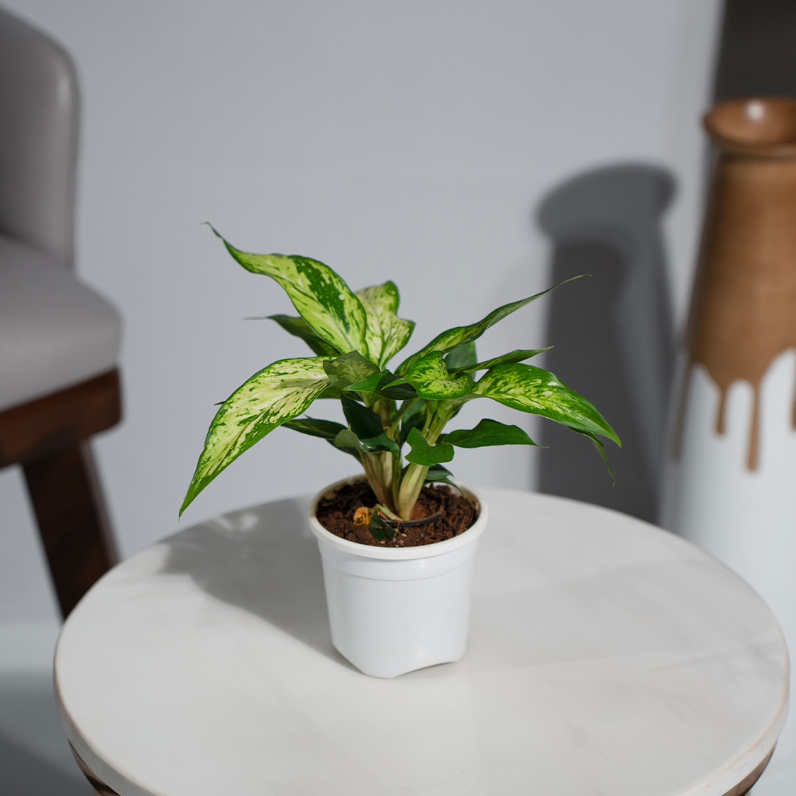 dieffenbachia bright star Dieffenbachia Star Bright – urviplants