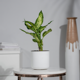 Dieffenbachia Star Bright