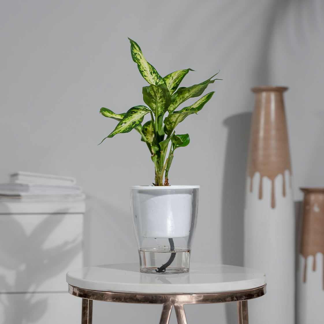 Dieffenbachia Star Bright