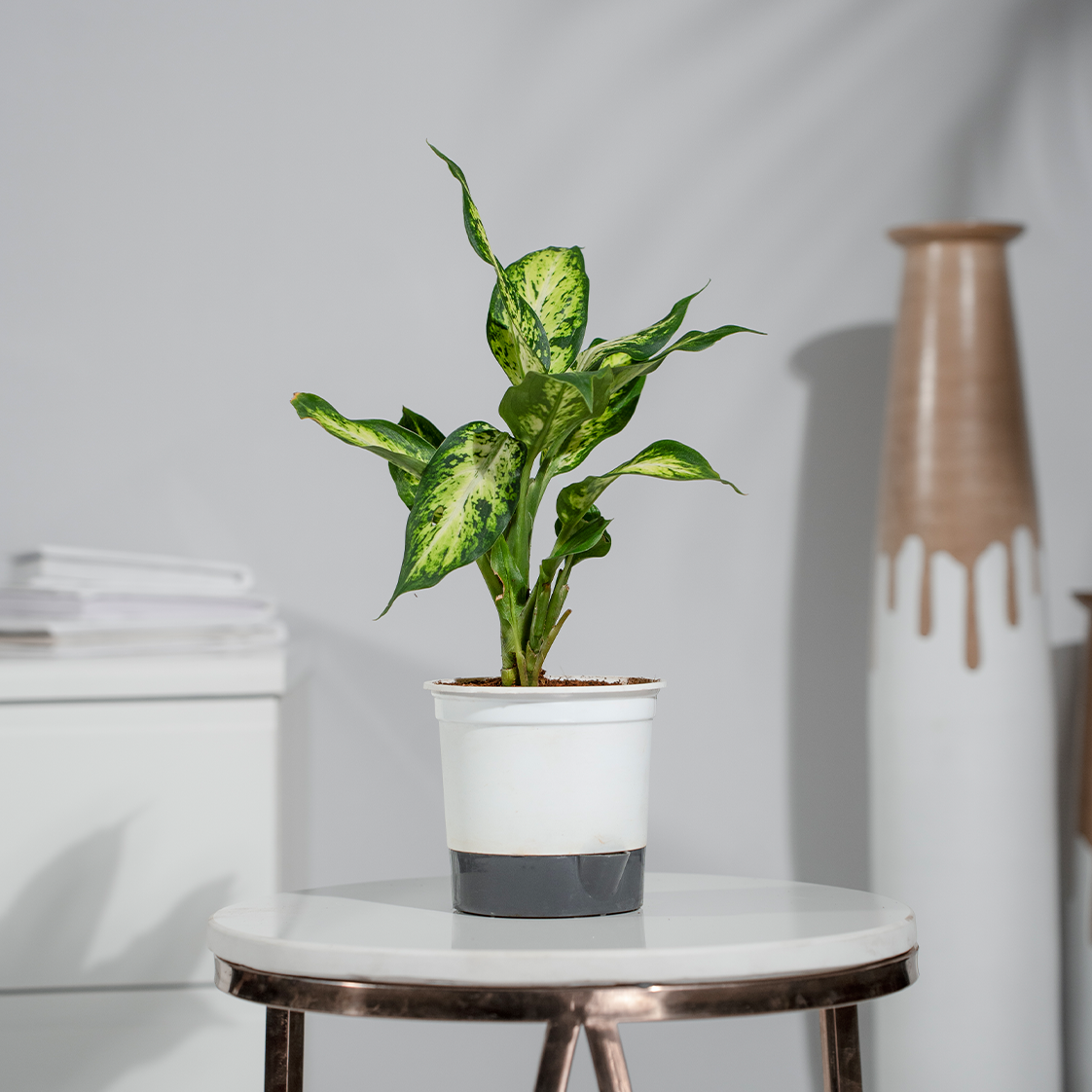 dieffenbachia bright star Dieffenbachia Star Bright – urviplants