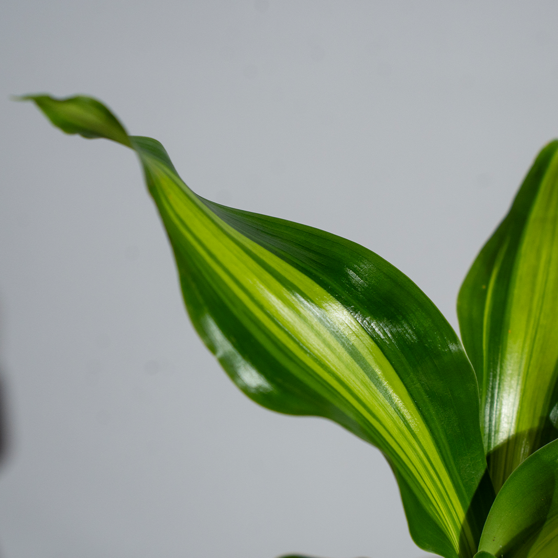 Dracaena Darasingh