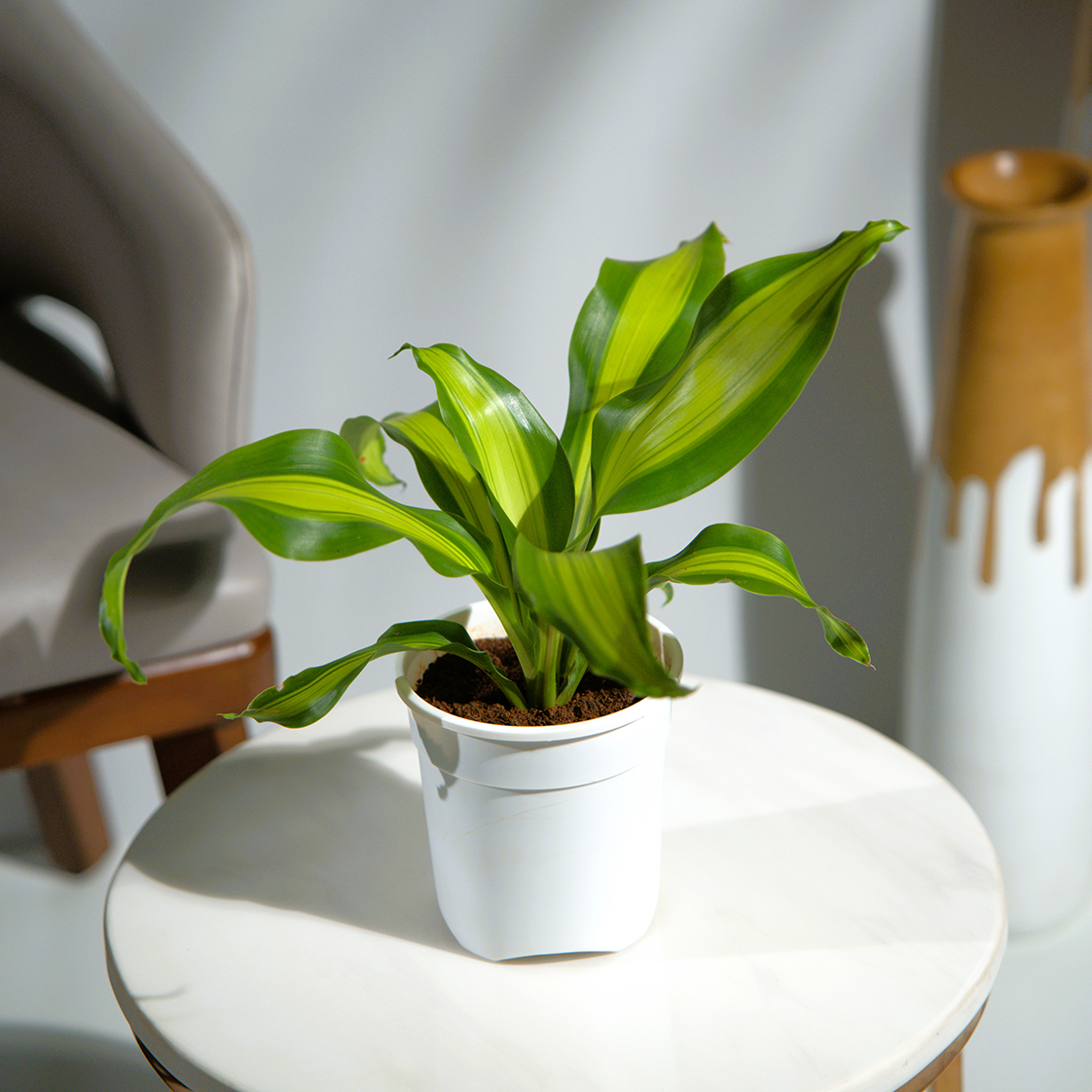 Dracaena Darasingh