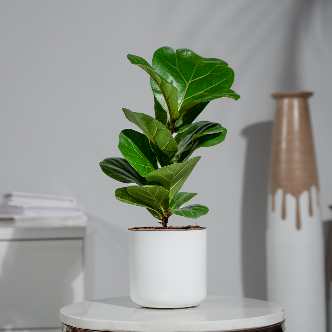 Ficus Lyrata (Fiddle Leaf)