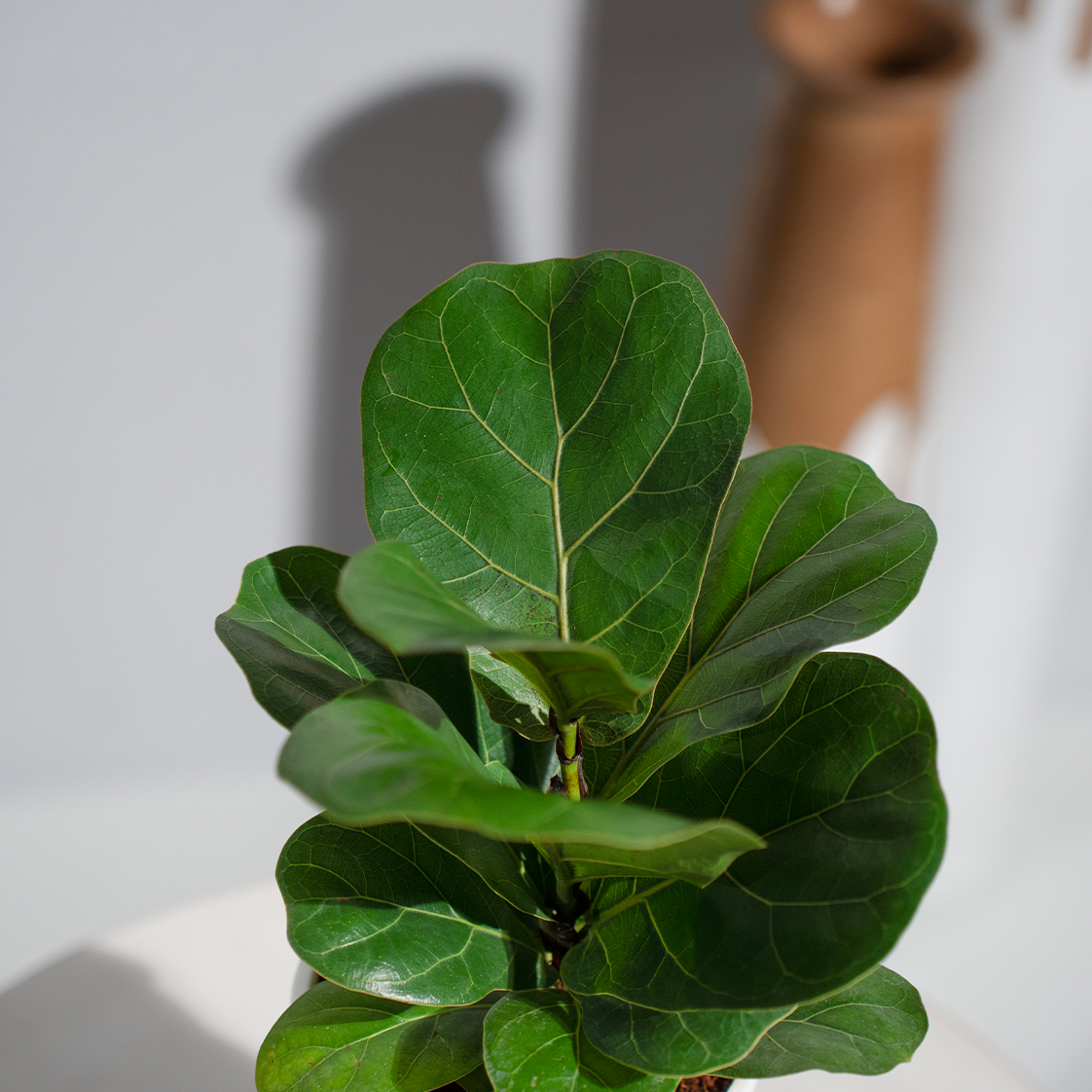 Ficus Lyrata (Fiddle Leaf)