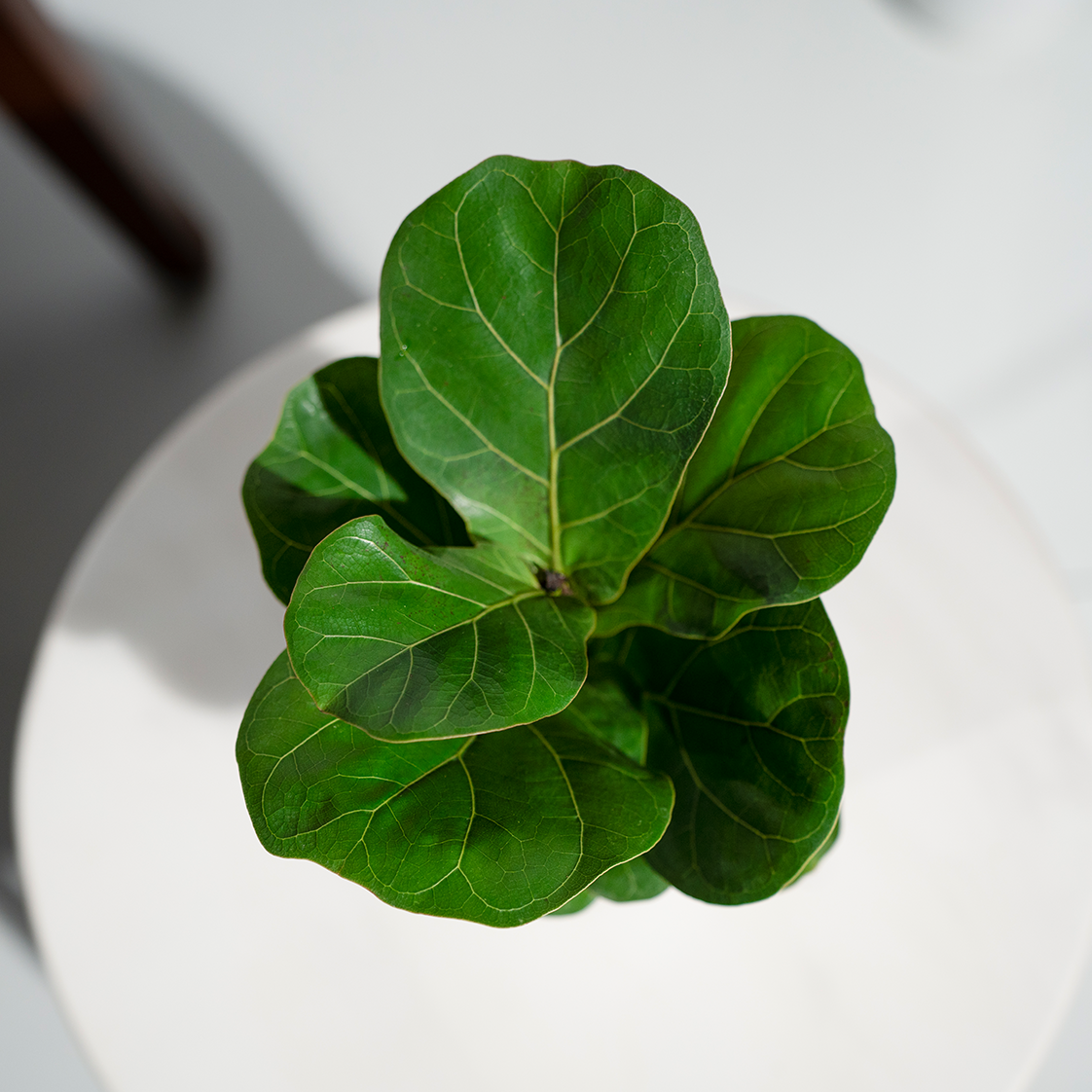 Ficus Lyrata (Fiddle Leaf)