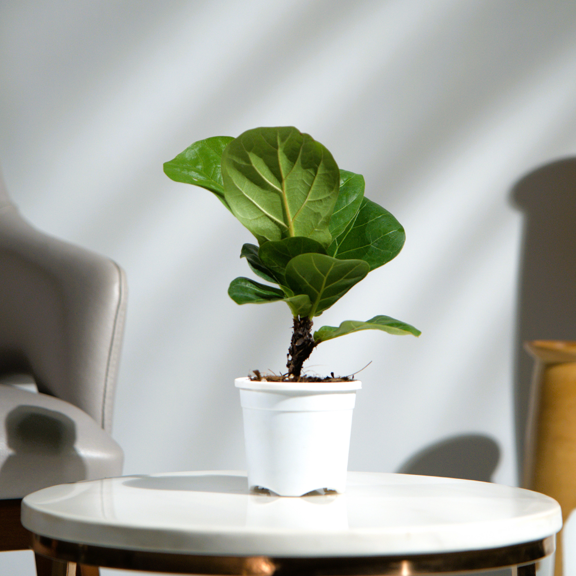 Ficus Lyrata (Fiddle Leaf)