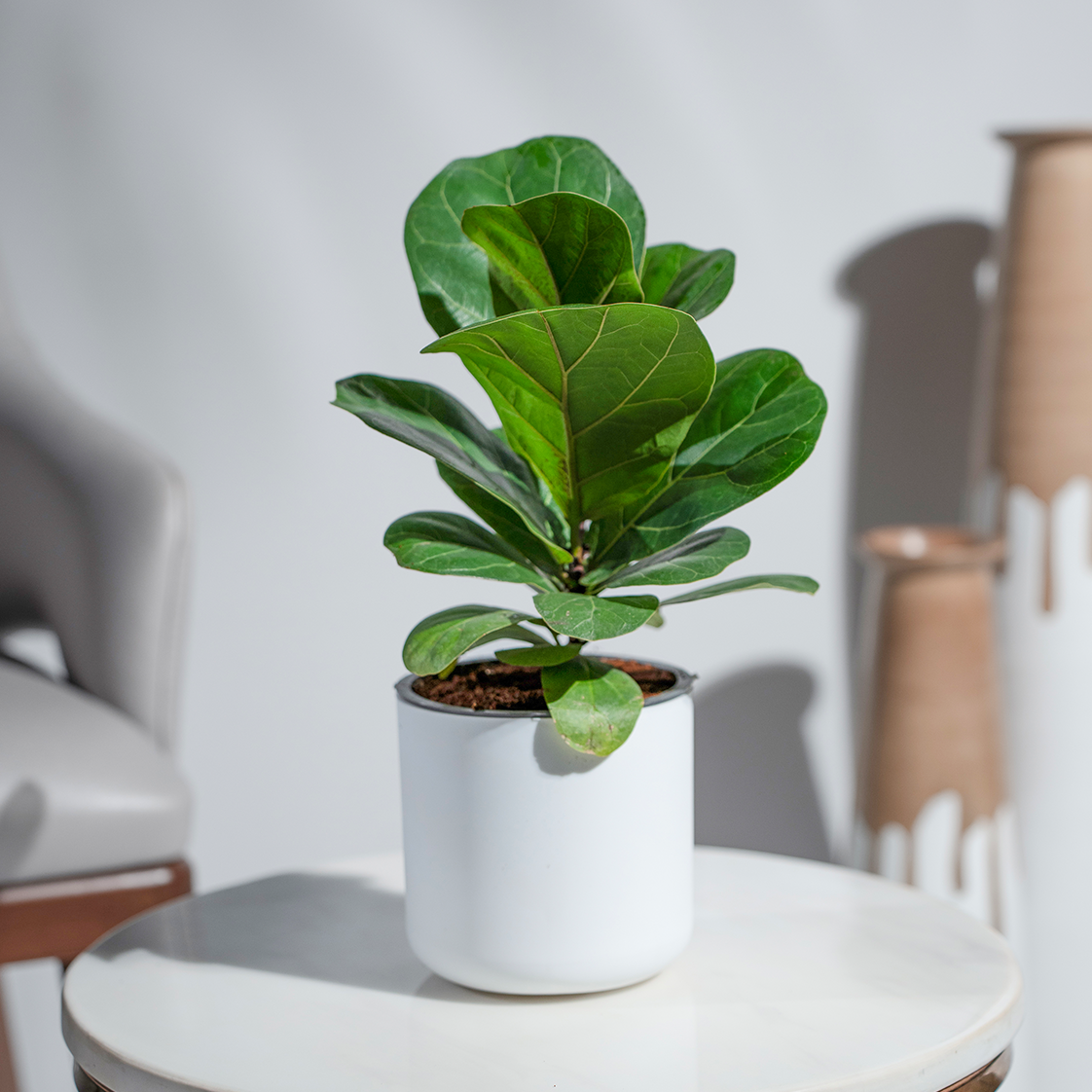 Ficus Lyrata (Fiddle Leaf)