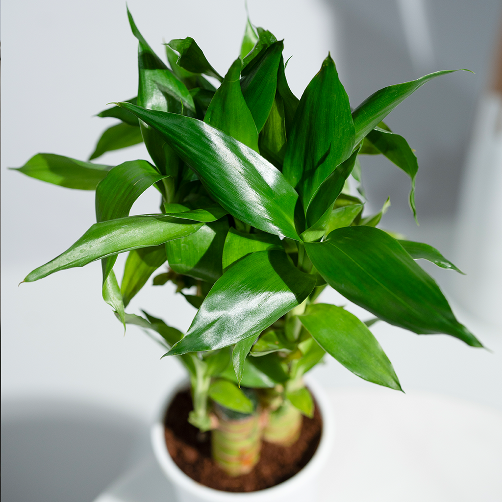 golden lucky bamboo Lucky Bamboo White Stripe Gold – urviplants