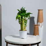 Lucky Bamboo White Stripe Gold