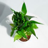 Lucky Bamboo White Stripe Gold