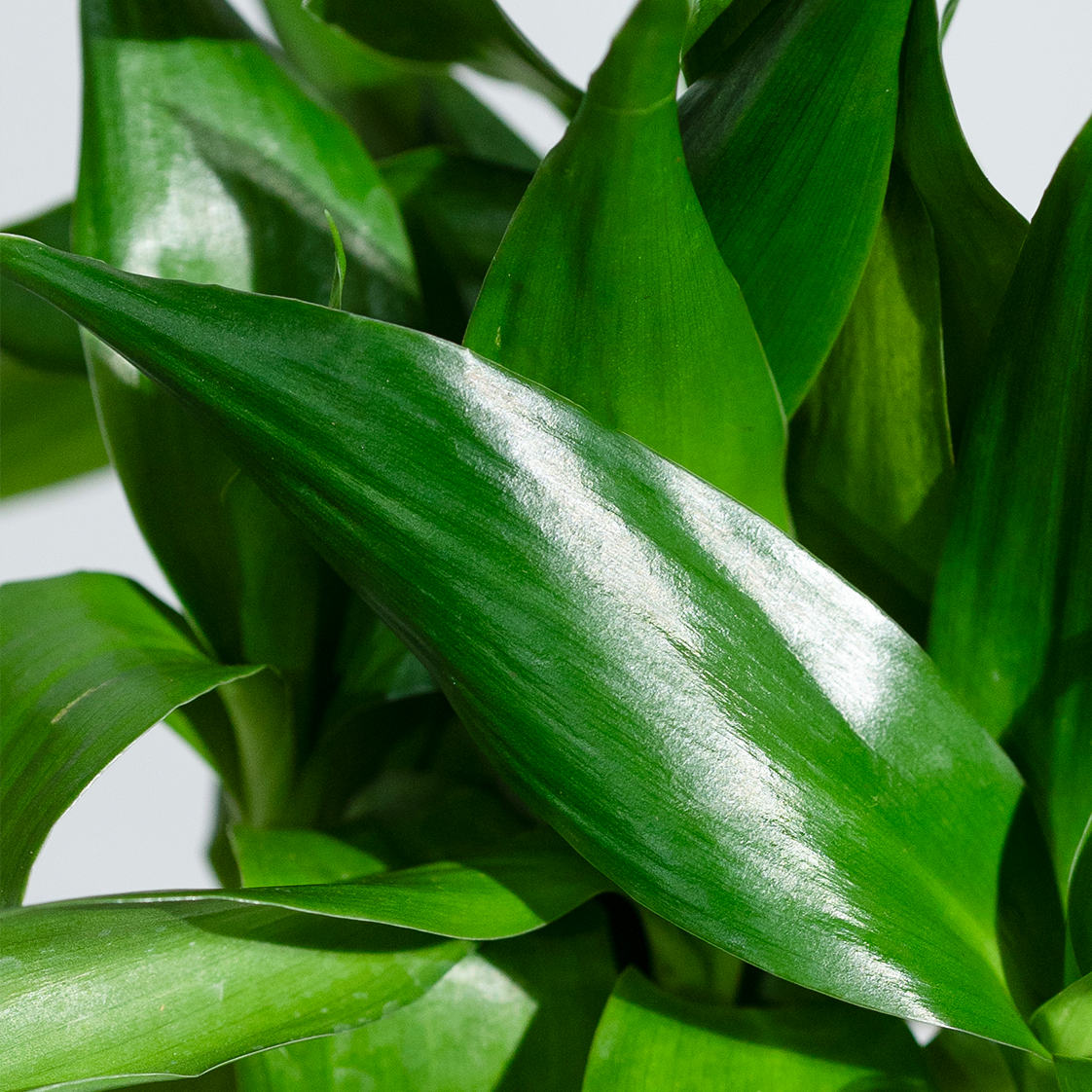 Lucky Bamboo White Stripe Gold