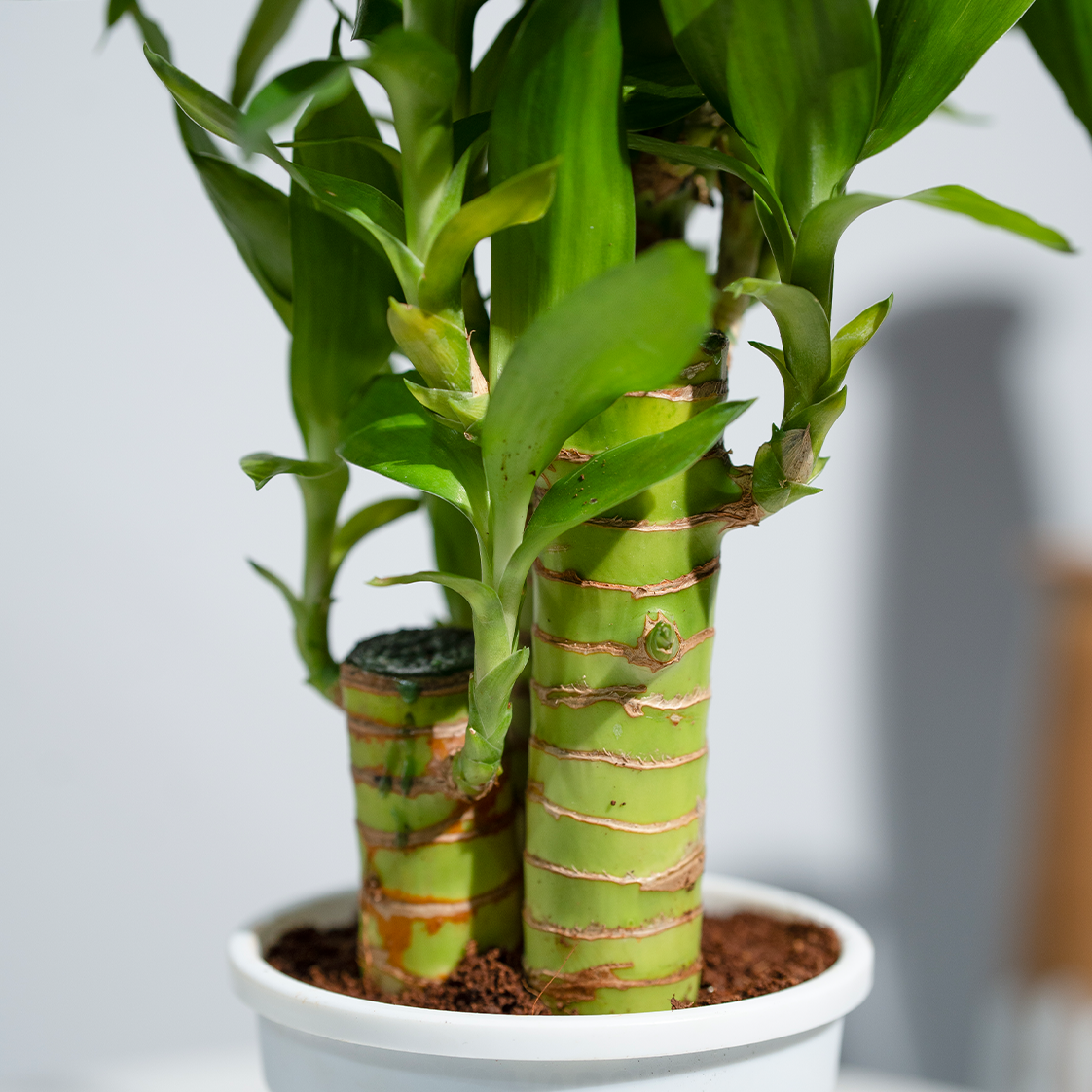 Lucky Bamboo White Stripe Gold