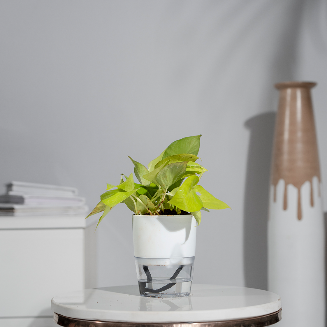 Money Plant Golden
