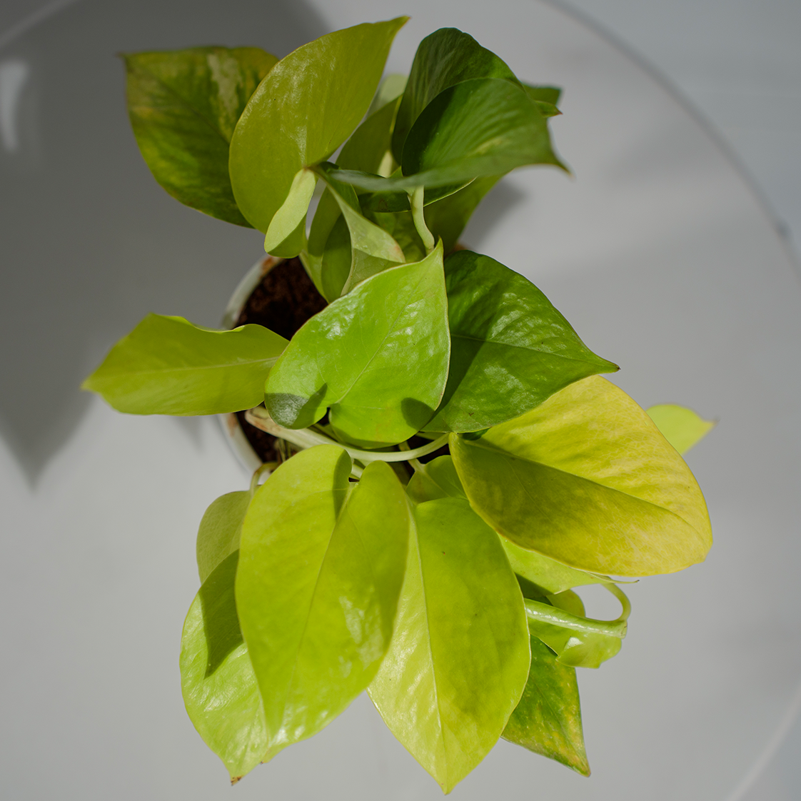 Money Plant Golden