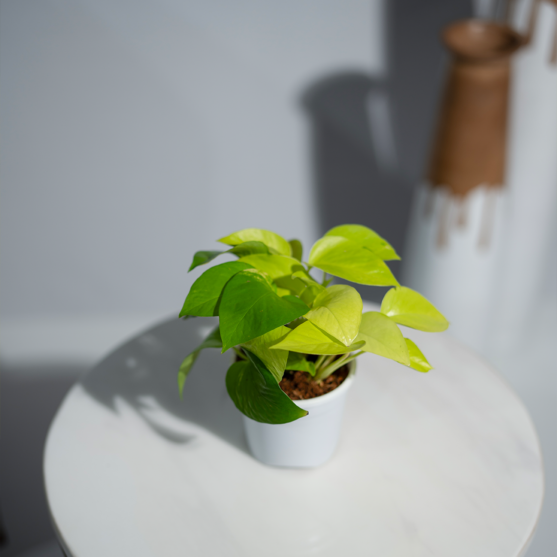 Money Plant Golden