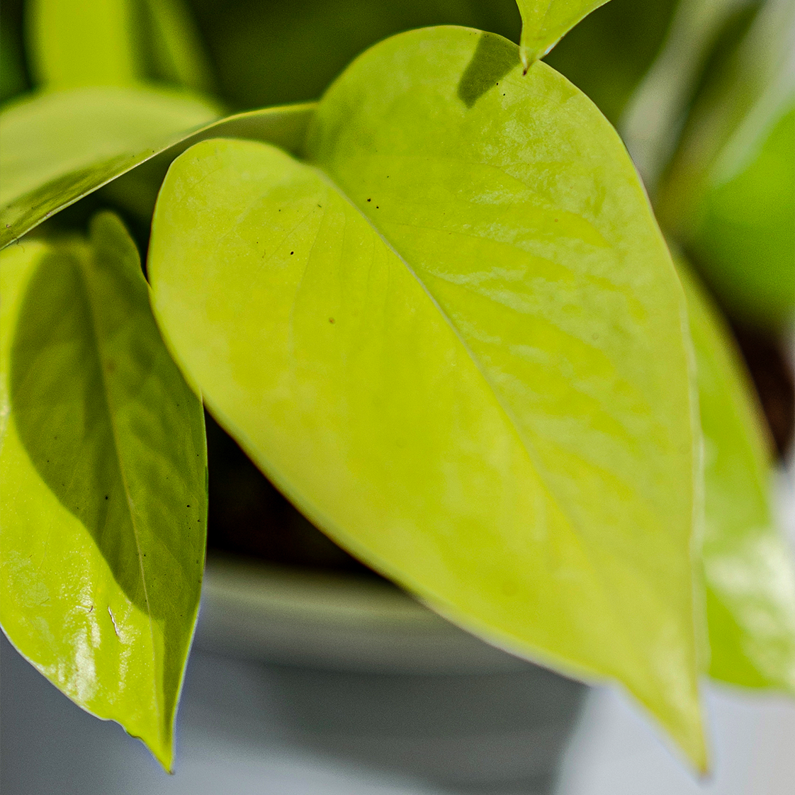 Money Plant Golden