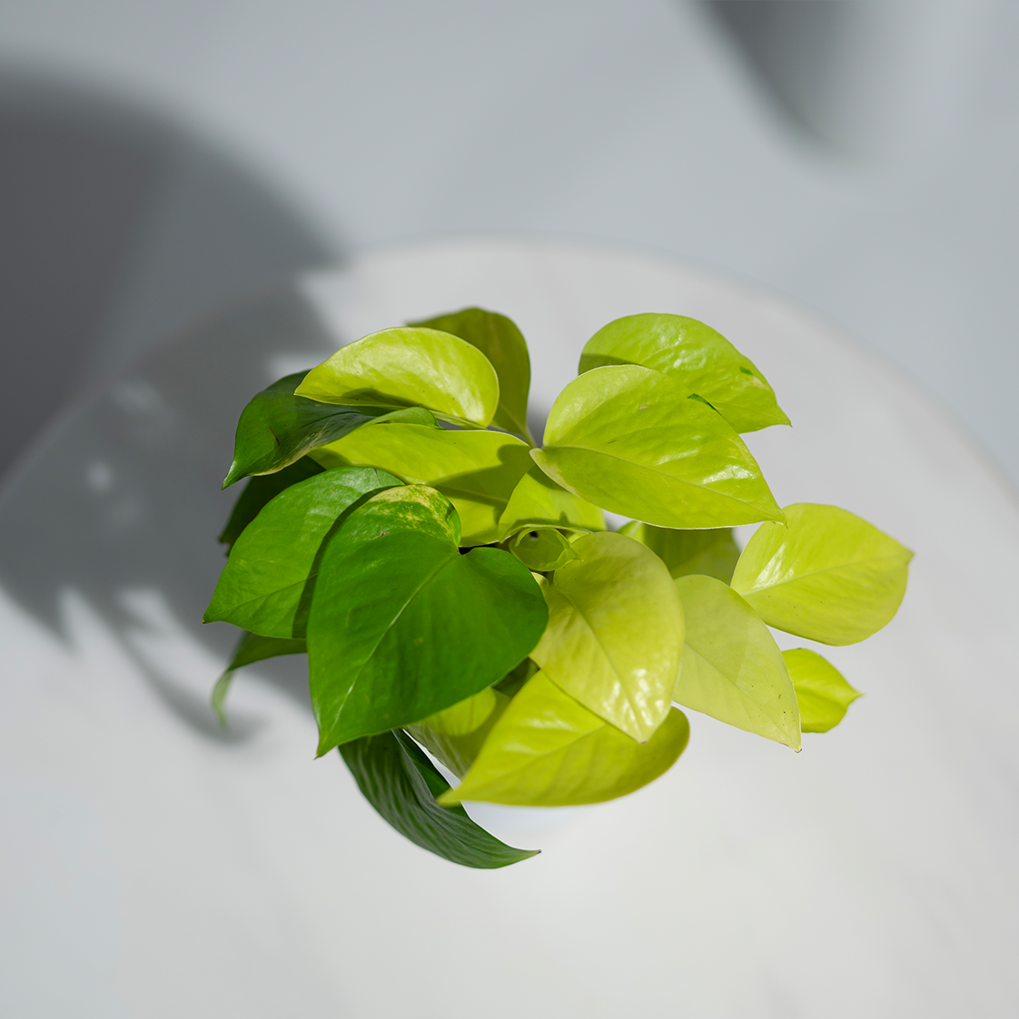 Money Plant Golden
