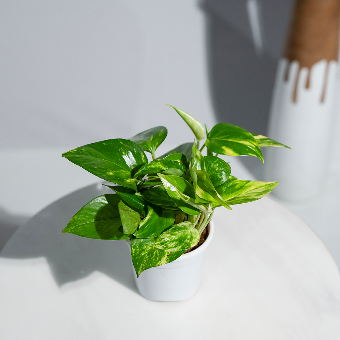 Money Plant Green