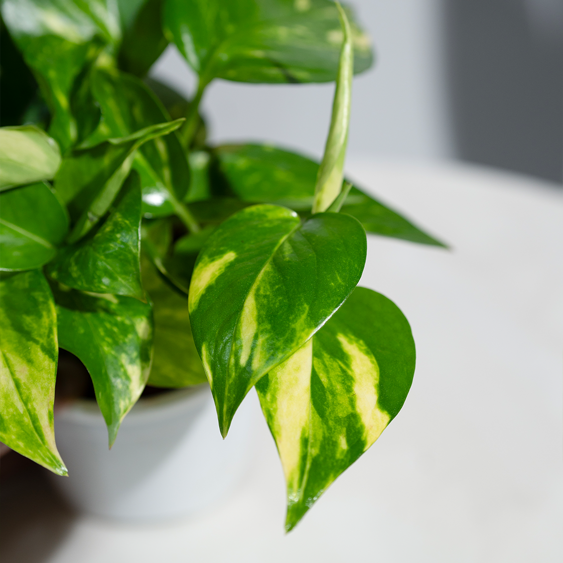 Money Plant Green