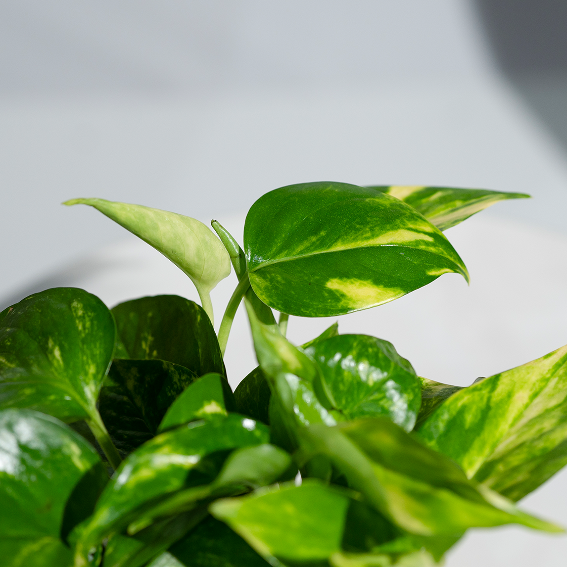 Money Plant Green