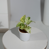 Money Plant Marble