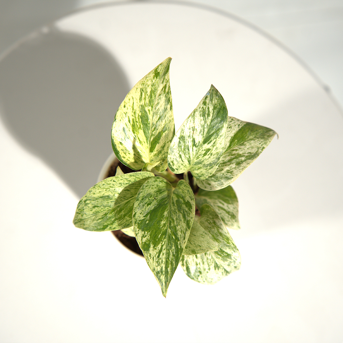 Money Plant Marble