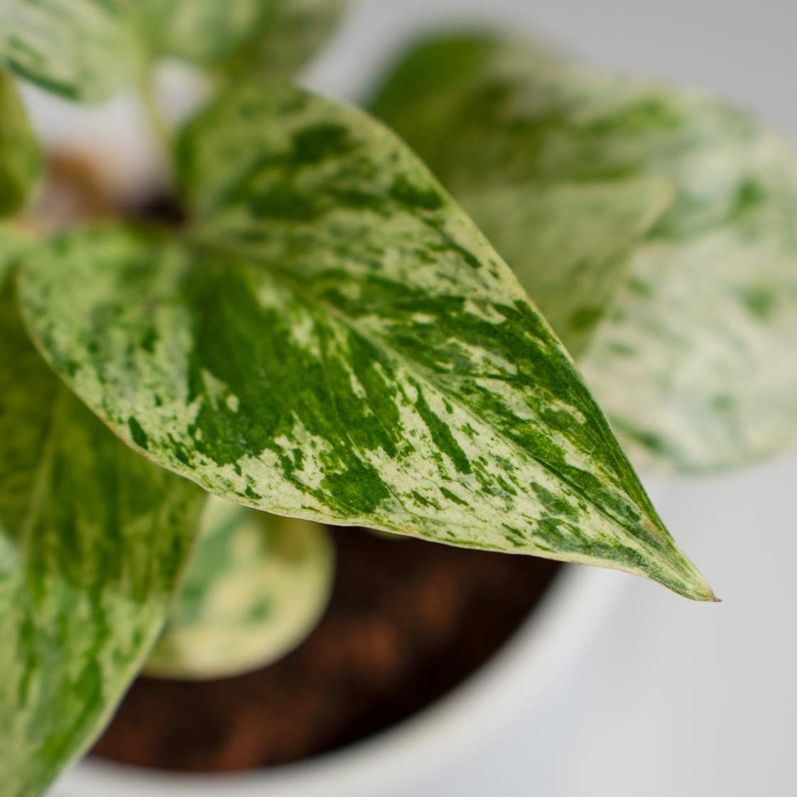 Money Plant Marble