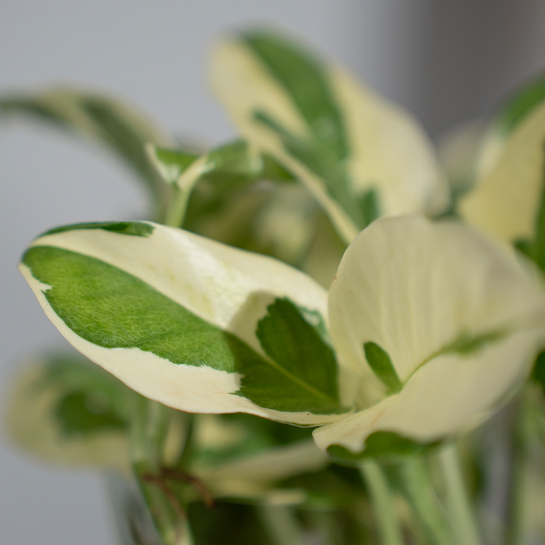 Money Plant N'Joy