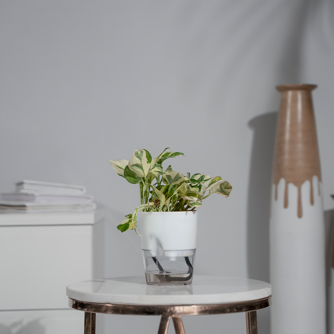 Money Plant N'Joy
