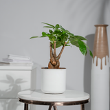 Money Tree (Pachira Aquatica)