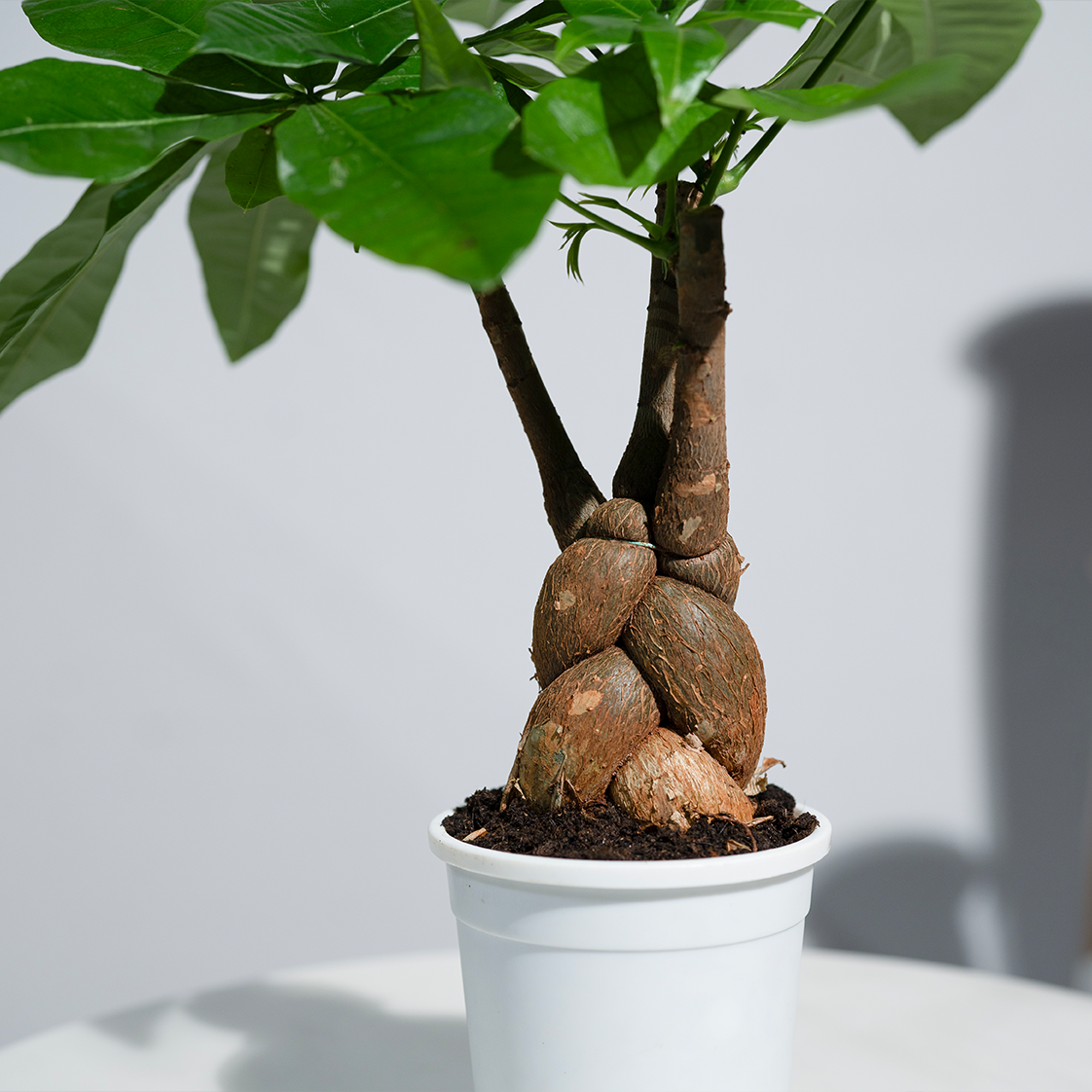 Money Tree (Pachira Aquatica)