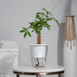 Money Tree (Guiana Chestnut)