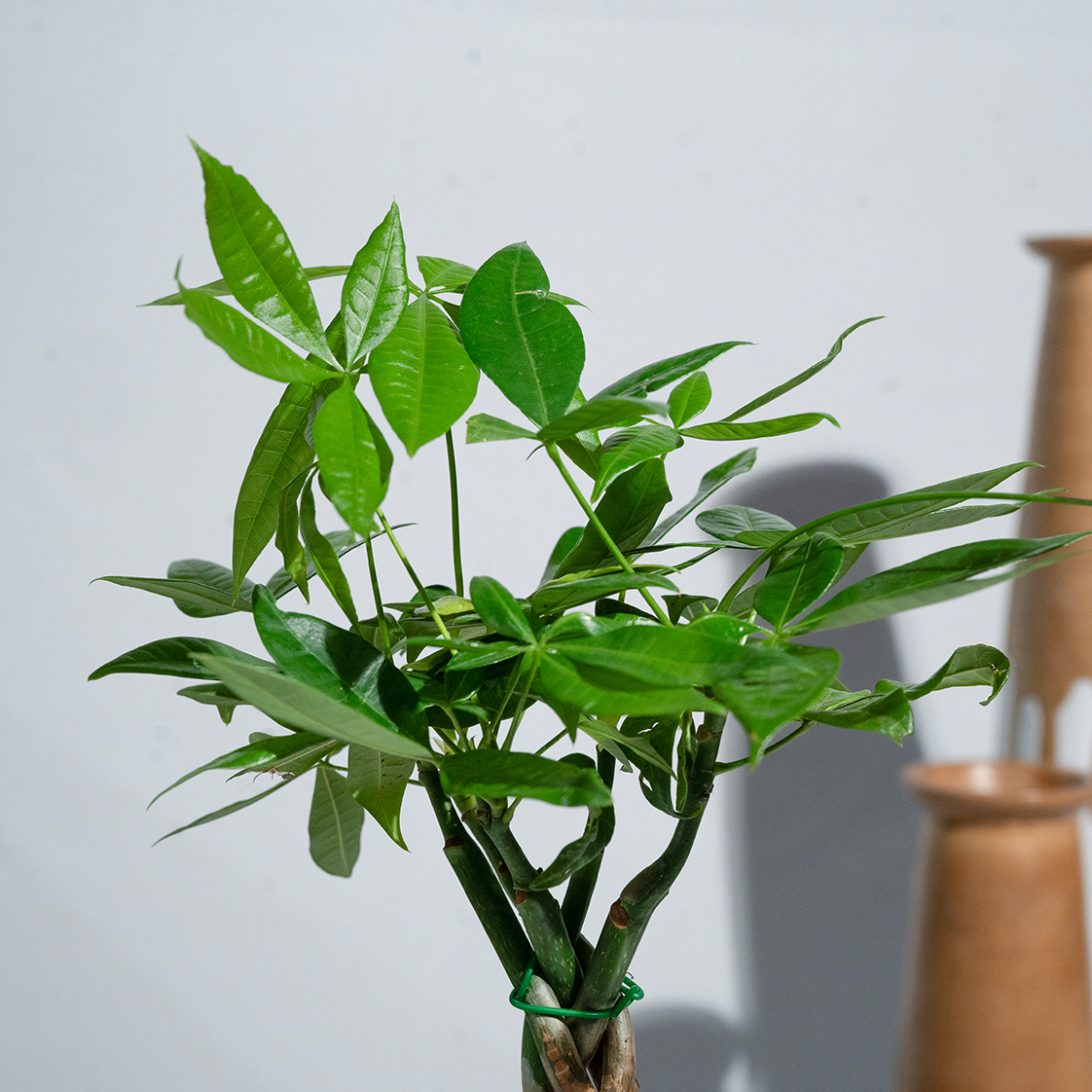 Money Tree (Guiana Chestnut)