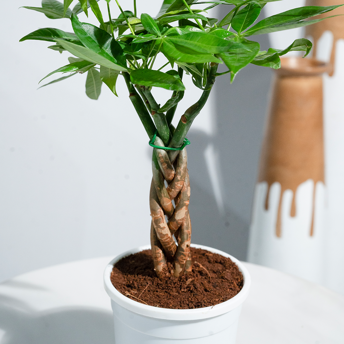 Money Tree (Guiana Chestnut)