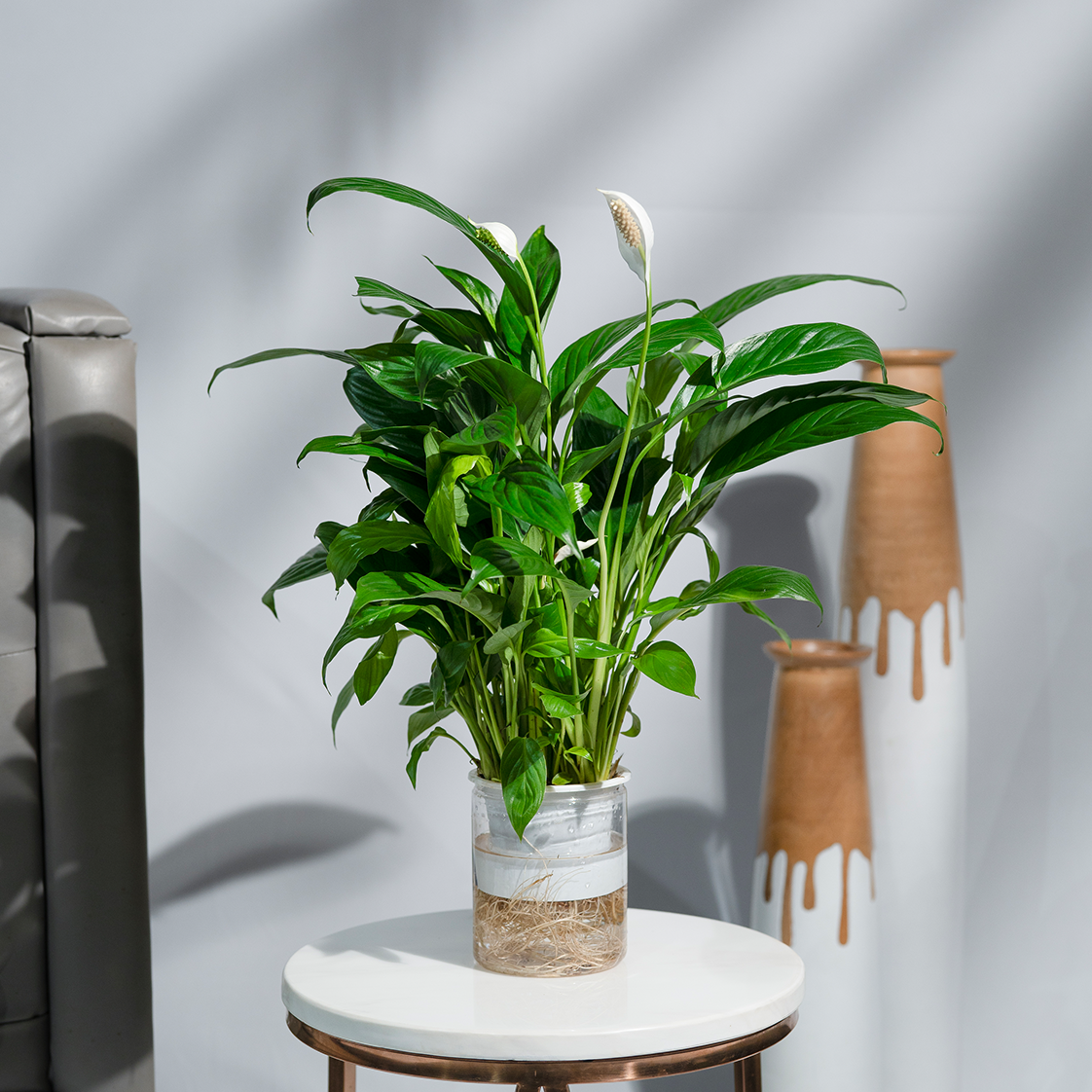 peace lily in small pot Buy Peace Lily (Spathiphyllum) Online
