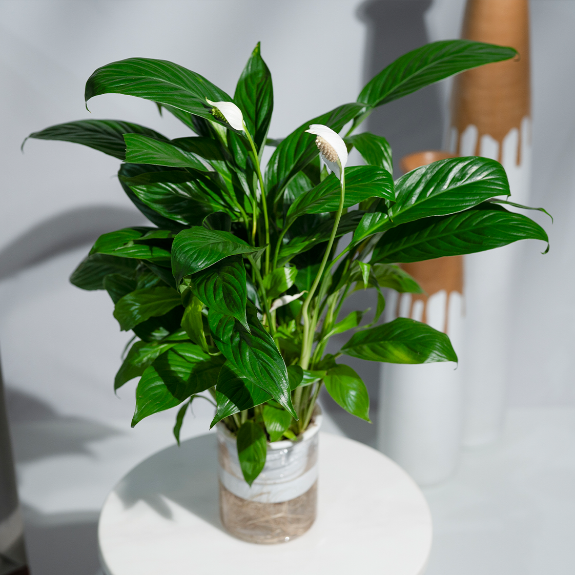 Peace Lily (Spathiphyllum)