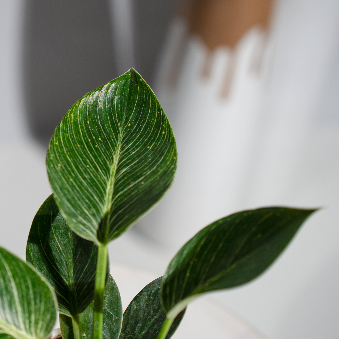 Philodendron Birkin