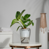 Philodendron Birkin