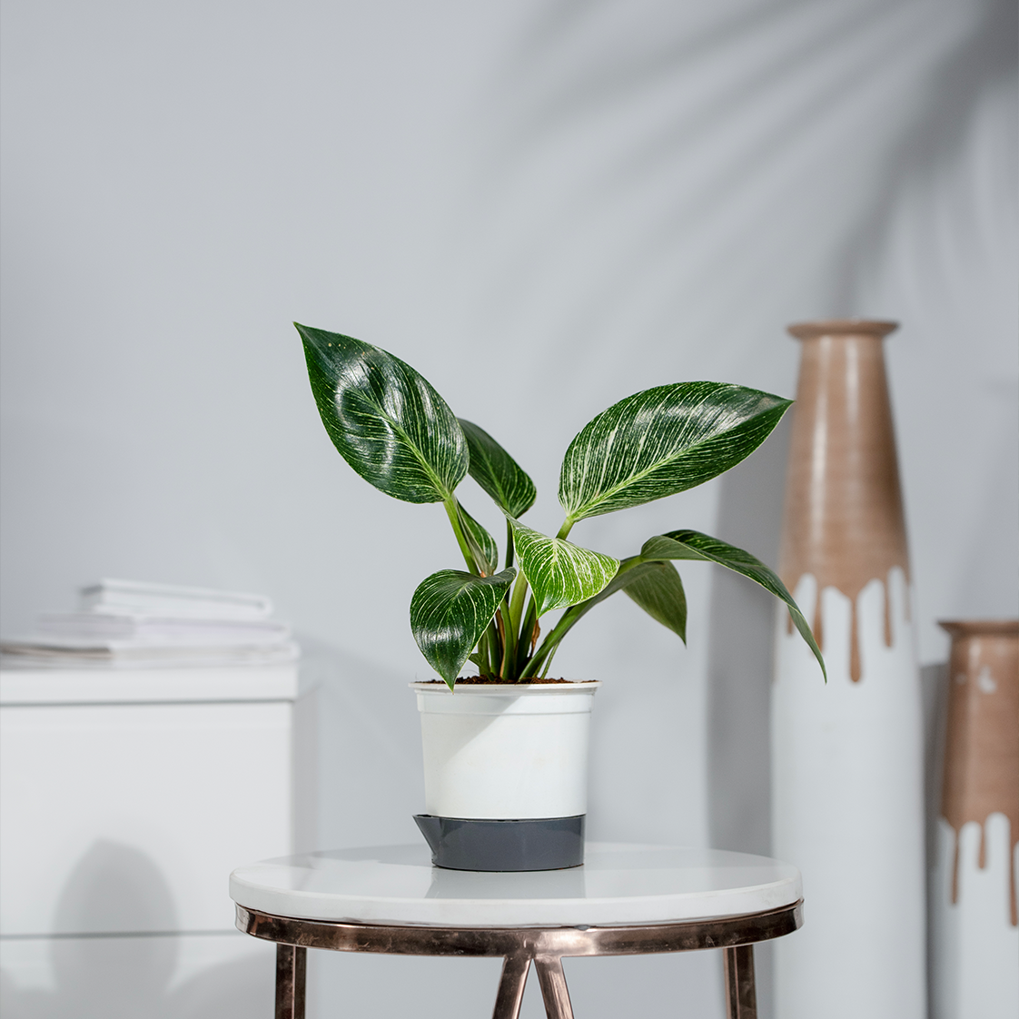 Philodendron Birkin