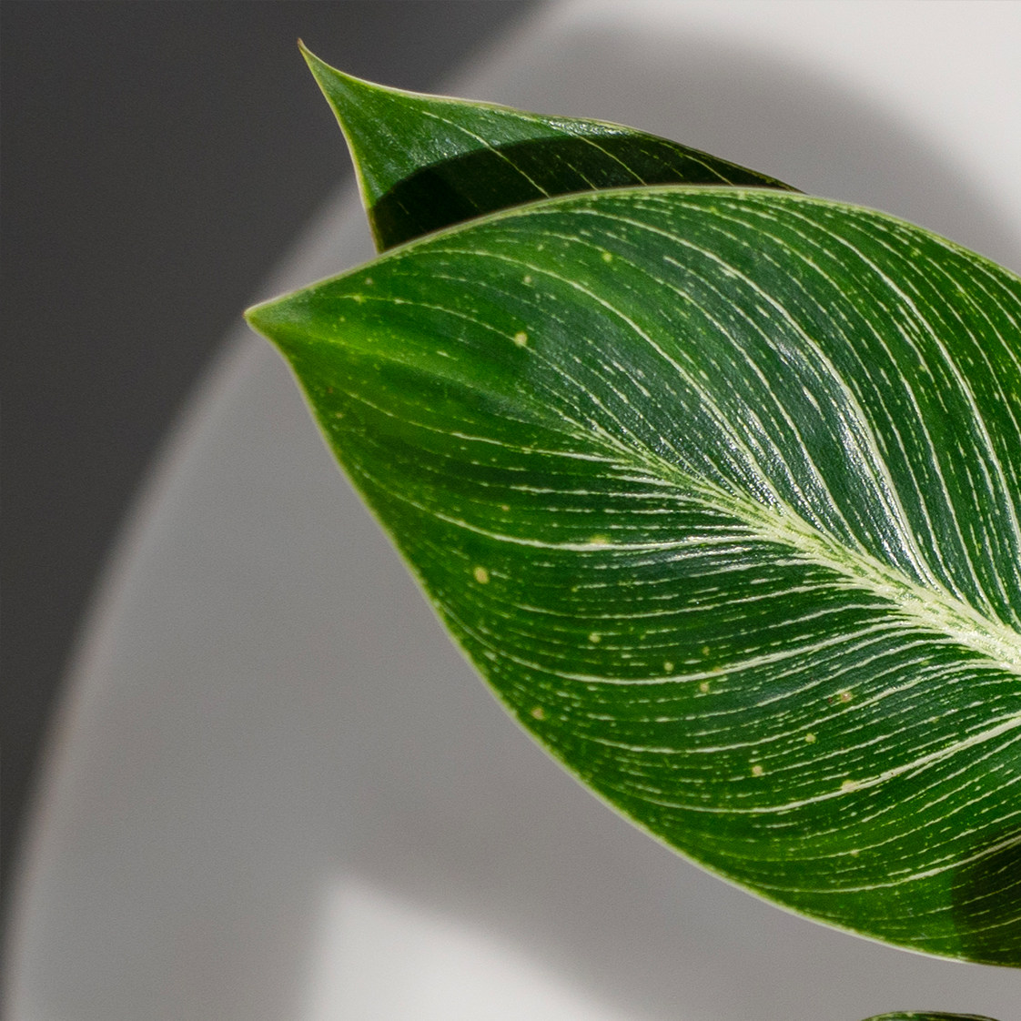 Philodendron Birkin