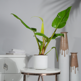 Philodendron Erubescens