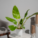 Philodendron Erubescens