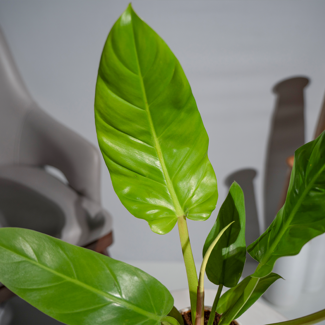 Philodendron Erubescens
