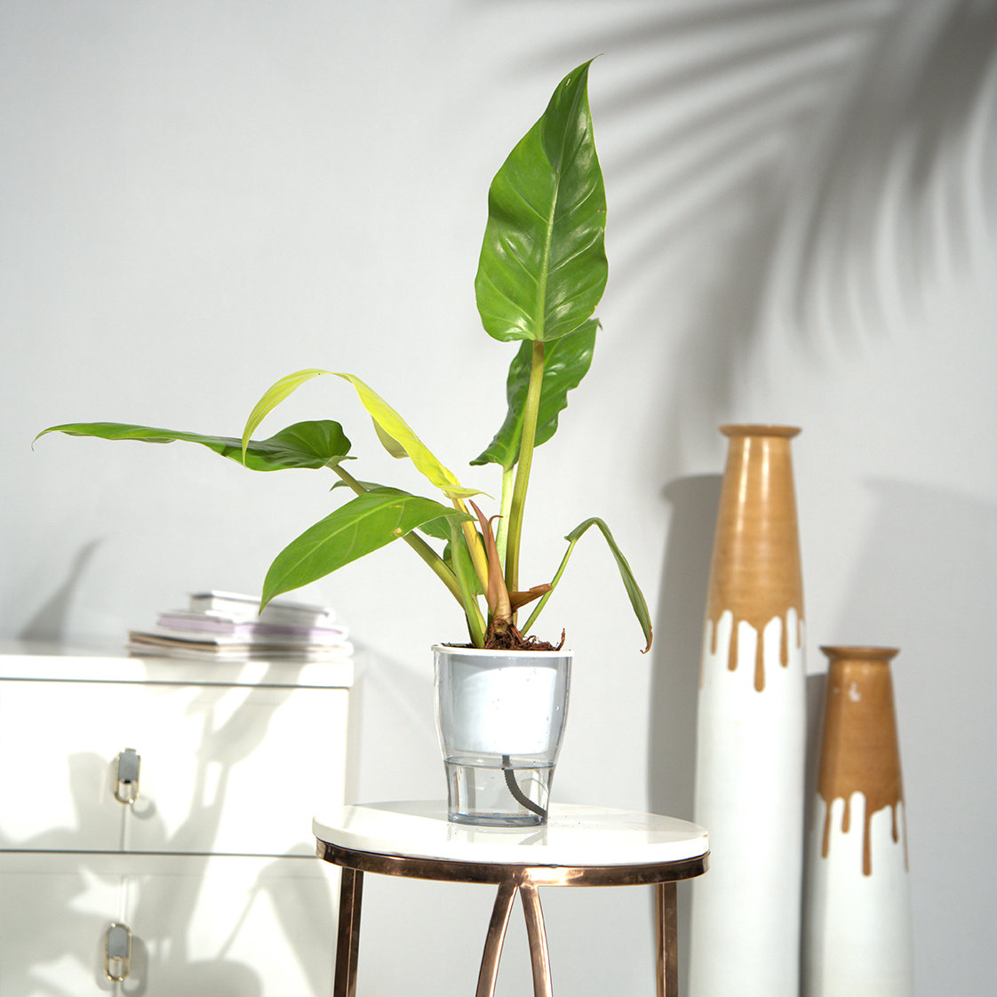 Philodendron Erubescens